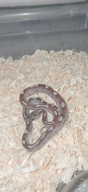 Baby corn snakes