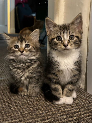 Beautiful kittens for sale (4 left)
