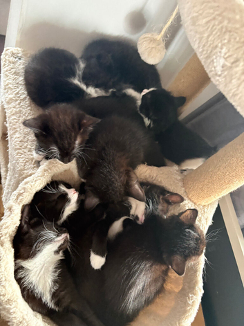 9 tuxedo kittens