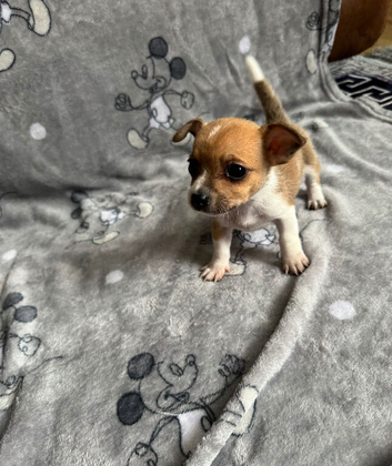 Jackawawa puppies