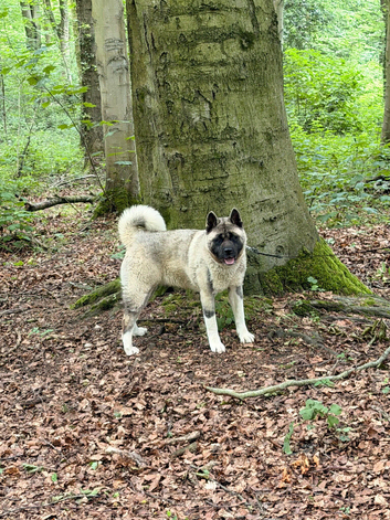KC American Akita