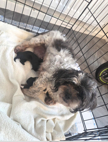 One handosme boy shih tzu
