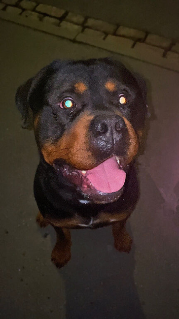 Rottweiler