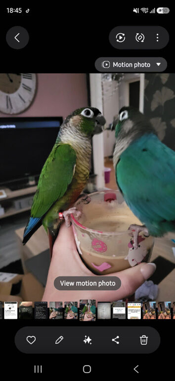 2 years old green cheek conure