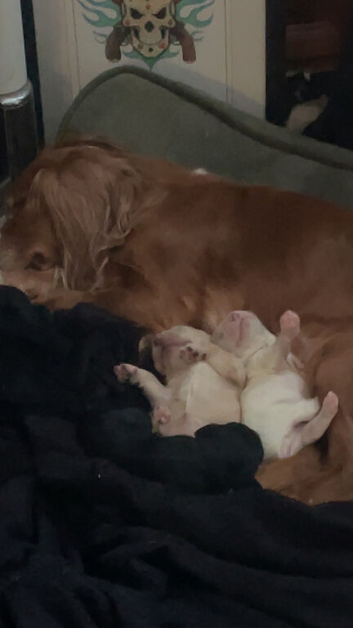 3 beautiful cocker bitches left