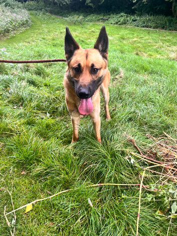 German Shepherd x Belgian Malinois- STUD Available