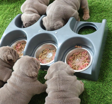 Amazing English bulldog puppies