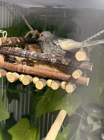 5 Diamond doves with cage