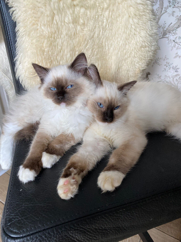 Ragdoll Kitten boy