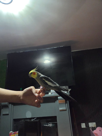 Cocktails