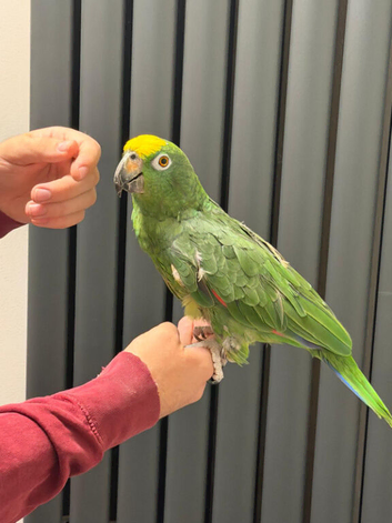 Tame yellow -crowned  Amazon