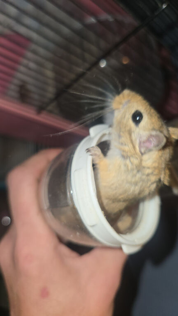Baby gerbils
