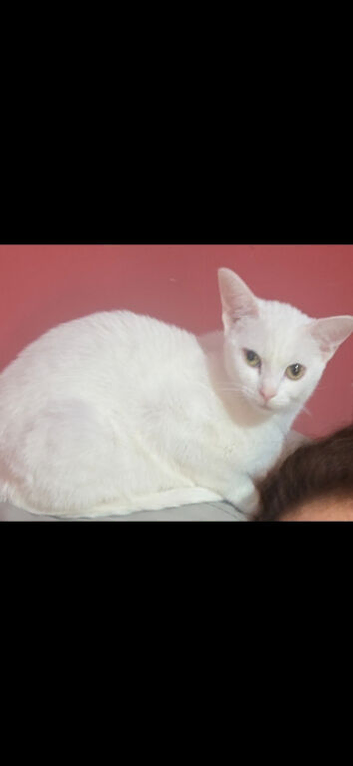 Pure white beautiful cat