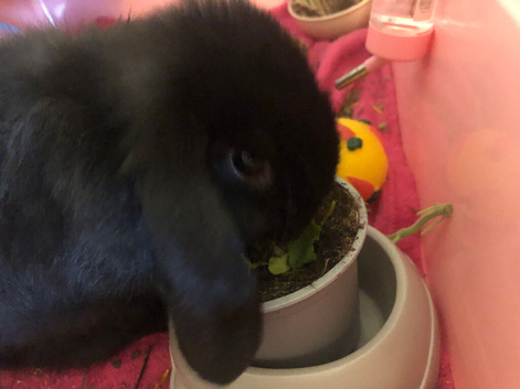 Netherland dwarf lop doe female in black 12 weeks old and full set up for free roaming