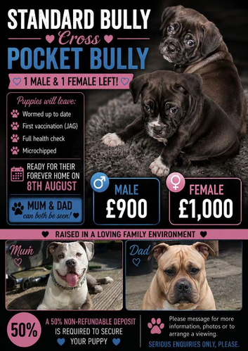 Standard bully x pocket bulldog