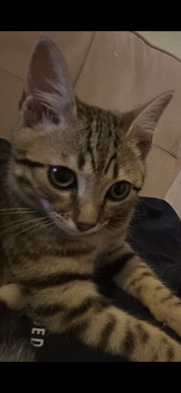 4m old half bengal kitten near Birmingham