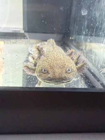 Tank and axolotls x2