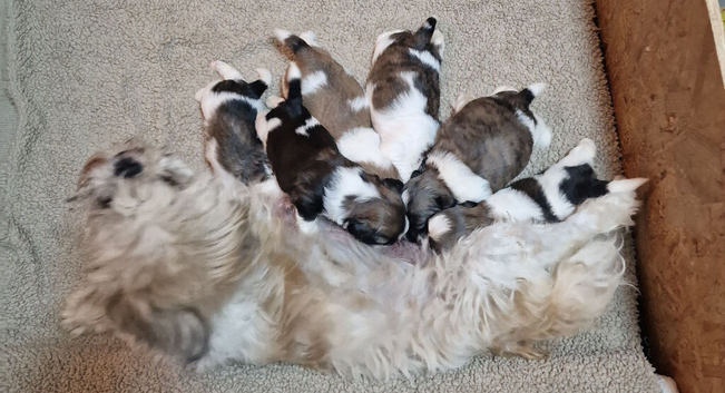 Pure bred shih tzu puppies here in Cardiff