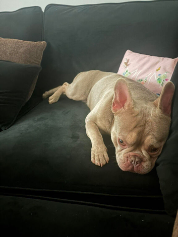 Male frenchie