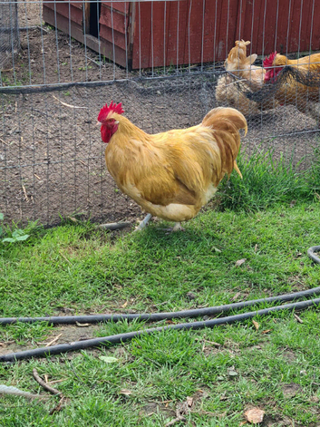 Buff Orpington cockerel