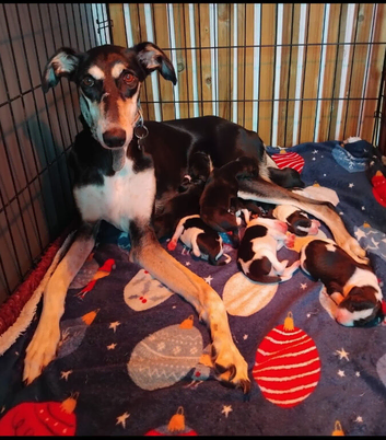 Lurcher pups saluki first cross