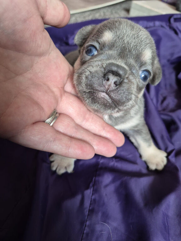 X1 male puppy now gone. 6 rare breed KC registered micro French bulldogs