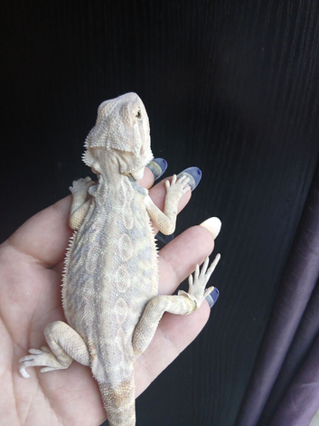 Baby bearded dragons