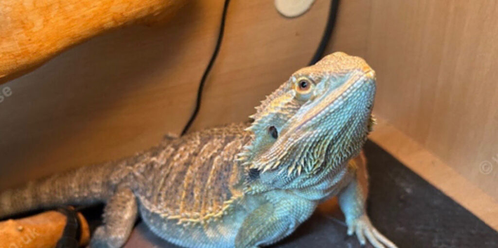 Beared dragon 2 years old