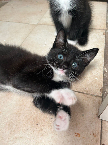 4 beautiful male kittens ready now