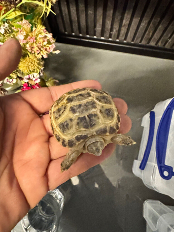Horsfield tortoise baby&rsquo;s