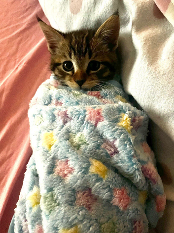 Beautiful little male tabby kitten looking for a loving home
