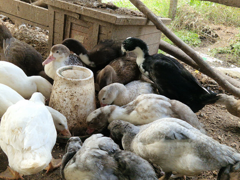 muscovy ducklings mixed colours