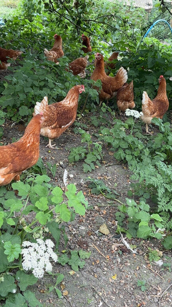 Ex commercial laying hens
