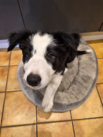 Boarder collie pups