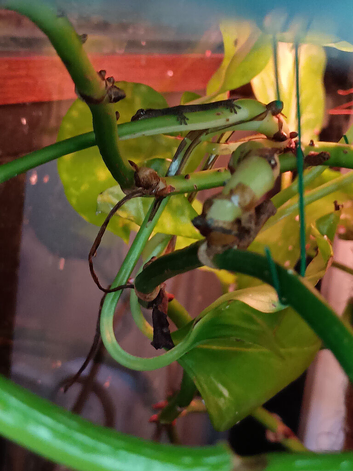 Mourning geckos