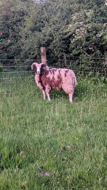Pedigree Jacob Ram
