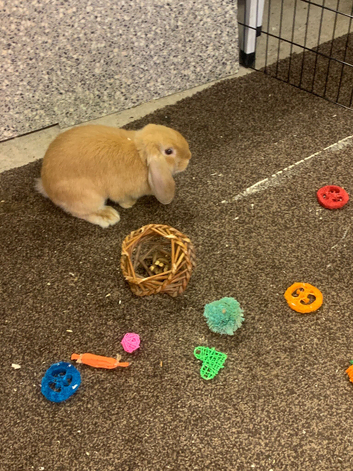 Rabbits