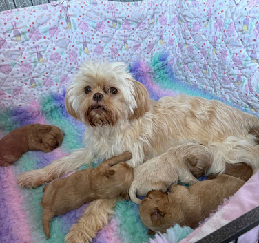 Stunning Asian Shihpoo puppies