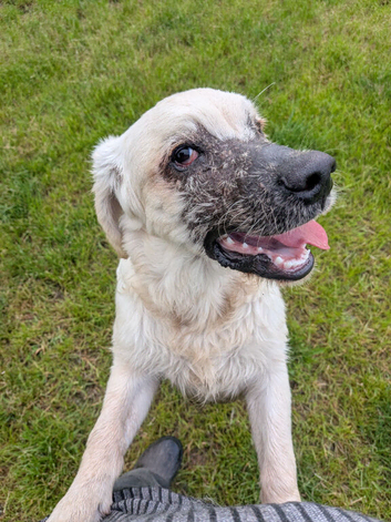 Lovely Puppy Boy (KC)
