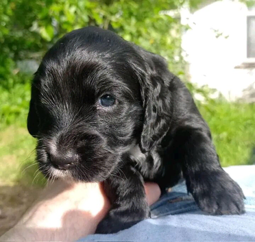 Delightful Cockerpoo Puppies for sale to good forever home