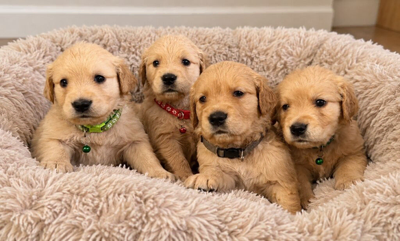 Dark golden to light boys out of elite pedigree!