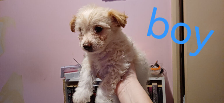 Puppies for sale