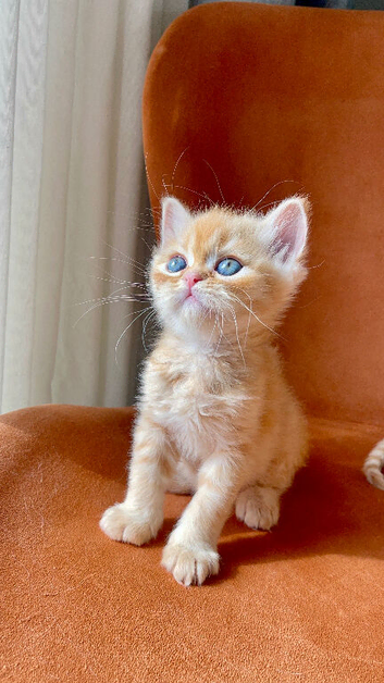 Two beautiful Persian kittens
