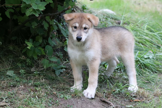 Timber wolfalike puppies
