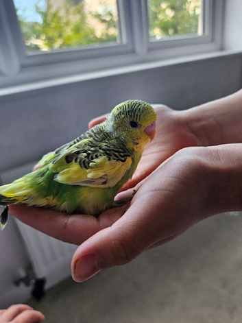 Handtame Baby Budgies
