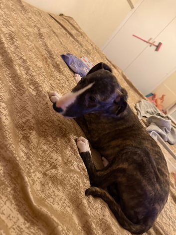English greyhound