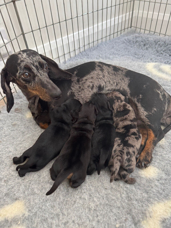 KC miniature dachshund for sale