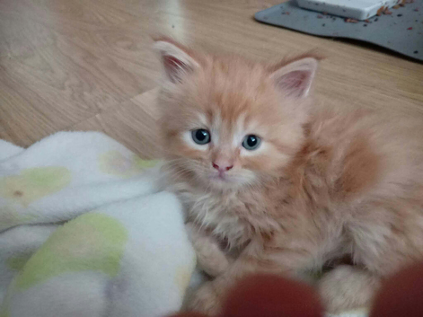 6 loively kittens