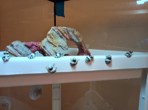 Amazon milk frogs