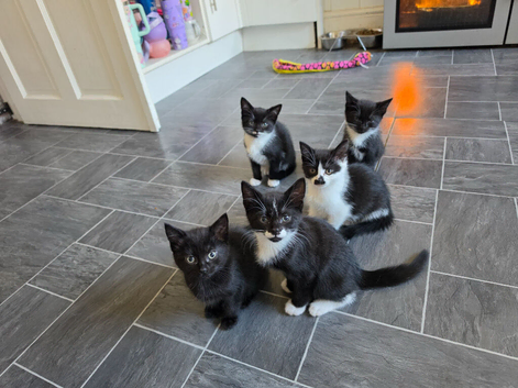 5 beautiful kittens ready now